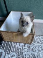 Britse korthaar, Kater