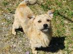 Kleine, lieve Riley houdt van knuffelen en snoepjes, Dieren en Toebehoren, Particulier, Rabiës (hondsdolheid), Reu, 1 tot 2 jaar