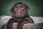 Mooie speelse labrador pups, Dieren en Toebehoren, Nederland, 8 tot 15 weken, Labrador retriever, CDV (hondenziekte)