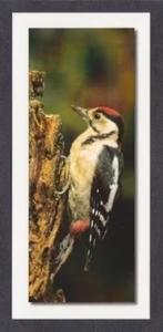 Grote Bonte Specht Dendrocopos Major Op Boomstronk., Ophalen of Verzenden, 1980 tot heden, Ongelopen, Vogel