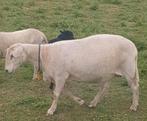 Nolana ruischaap vleessoort ram dekram ooi schaap lam mak, Dieren en Toebehoren, Schapen, Geiten en Varkens, Meerdere dieren, Schaap