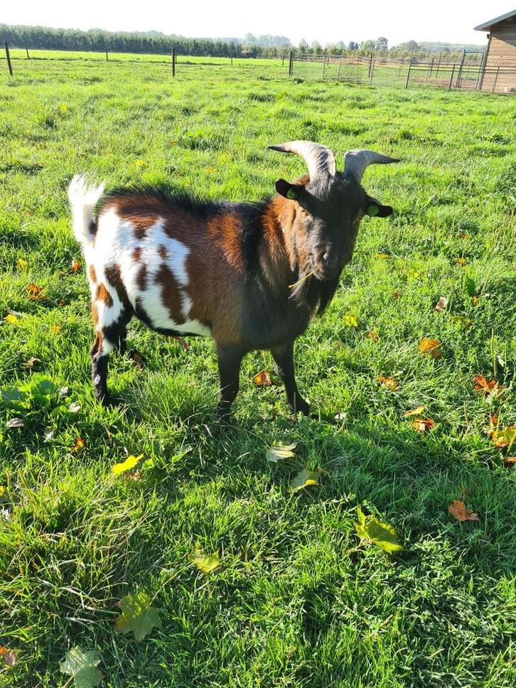 Te huur mooie dwerggeiten dekbok, Dieren en Toebehoren, Schapen, Geiten en Varkens, Geit, Mannelijk, 3 tot 5 jaar