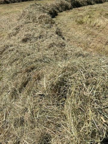 Voordrooghooi- zeer geschikt voor paarden! beschikbaar voor biedingen