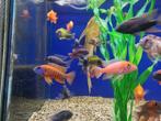 Keizerbaars - Aulonocara sp. - Aquariumcentrum Helmond, Dieren en Toebehoren, Vis, Zoetwatervis