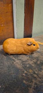 Gladharig beertje, Dieren en Toebehoren, April, Mannelijk