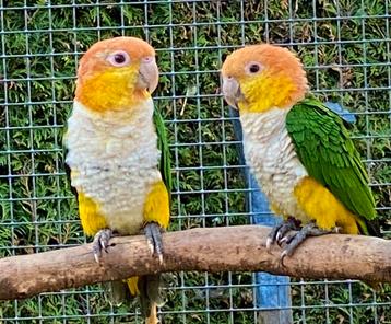Koppel witbuik Caique’s 2024 beschikbaar voor biedingen