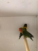 Agapornis, Dieren en Toebehoren, Vogels | Parkieten en Papegaaien, Geslacht onbekend, Dwergpapegaai of Agapornis