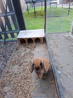 Minilop - voedster - madagaskar kleur - 1 jaar, Dieren en Toebehoren, Konijnen, Vrouwelijk, Dwerg, Hangoor, 0 tot 2 jaar