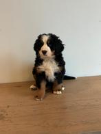 Berner Sennen pup teefje te koop., Dieren en Toebehoren, België, Particulier, Teef, Eén hond