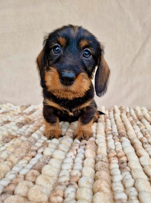Ruwhaar dwerg teckel pups, Dieren en Toebehoren, Honden | Teckels en Dashonden, Reu, Ruwhaar, Dwerg, Fokker | Professioneel, Eén hond