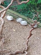 Gratis Chinese dwergkwartel, haantje, Dieren en Toebehoren, Meerdere dieren