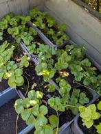 Aardbei plantjes, Ophalen of Verzenden, Minder dan 100 cm, Overige soorten, Zomer