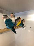 Div aan Fischeri,s, Meerdere dieren, Dwergpapegaai of Agapornis