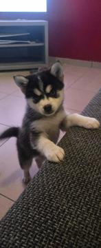 Pomsky pupjes, Dieren en Toebehoren, Parvo, België, Particulier, Reu