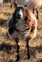 Bonte drachtige schapen gedekt schaap pony paard, Vrouwelijk, Schaap