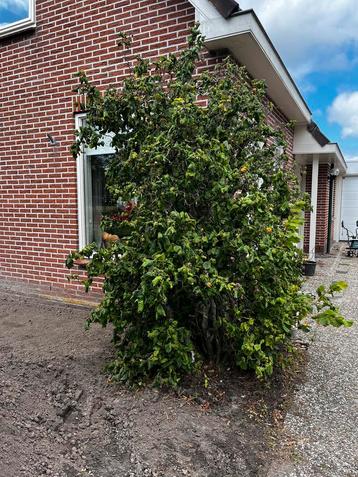 Gratis Krulhazelaar 2,5 meter beschikbaar voor biedingen