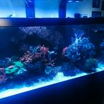 Inhoud zeeaquarium 160x60x60, Dieren en Toebehoren, Ophalen, Zo goed als nieuw, Gevuld zeewateraquarium