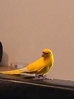 GVH Kakariki man van juli 2025, Mannelijk, Parkiet, Geringd