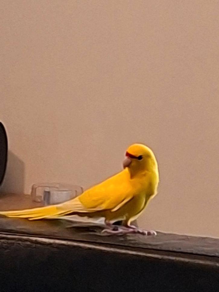 GVH Kakariki man van juli 2025, Dieren en Toebehoren, Vogels | Parkieten en Papegaaien, Parkiet, Mannelijk, Geringd