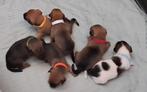 Pups jackrusseltjes 0624201850, Dieren en Toebehoren, Rabiës (hondsdolheid), Jack Russell Terriër, 8 tot 15 weken, Meerdere
