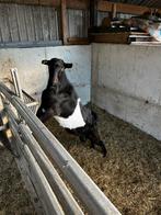 Dekbok, Dieren en Toebehoren, Schapen, Geiten en Varkens, Mannelijk, Geit