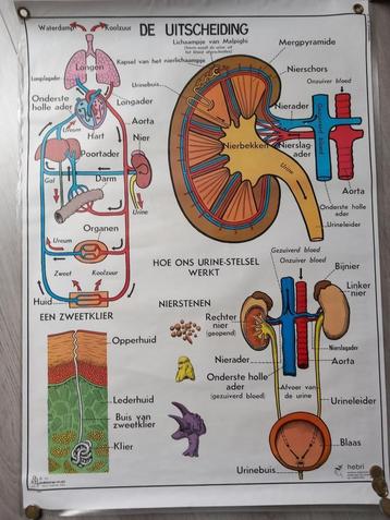 Medische poster Urinewegstelsel uitscheiding Lichaamshouding beschikbaar voor biedingen