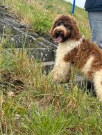 Wachtlijst medium Australian Labradoodle pups, Dieren en Toebehoren, Overige rassen, CDV (hondenziekte), 8 tot 15 weken, Geslacht onbekend