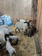 Te koop Hampshire down schapen met lammeren.