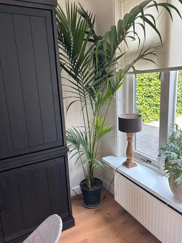 Howea plant beschikbaar voor biedingen