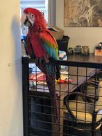 Groenvleugel pop te koop/ruil(goed lezen), Dieren en Toebehoren, Vogels | Parkieten en Papegaaien, Vrouwelijk, Papegaai, Geringd