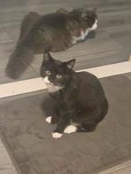 Mooie  huiskat, Dieren en Toebehoren, Katten en Kittens | Raskatten | Langhaar, Meerdere dieren, Ontwormd