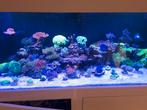Cheatowier zeeaquarium, Dieren en Toebehoren, Vissen | Aquaria en Toebehoren, Ophalen, Plant(en), Steen of Hout