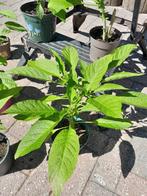Brugmansia., Ophalen, Zomer, Overige soorten, Volle zon