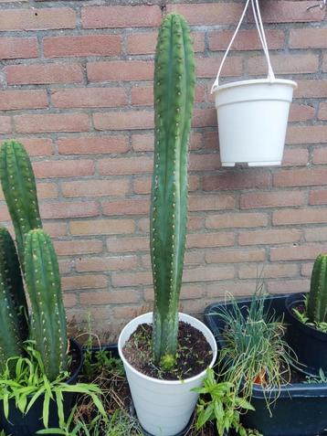 San Pedro cactus 85cm beschikbaar voor biedingen