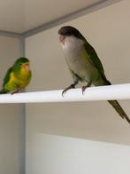 Te koop 3 aymara poppen, Dieren en Toebehoren, Vogels | Parkieten en Papegaaien