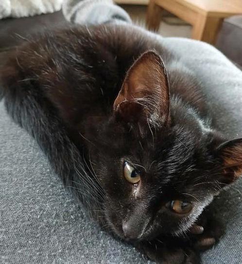 Lief poesje, Dieren en Toebehoren, Katten en Kittens | Overige Katten, Kortharig, Poes, 0 tot 2 jaar