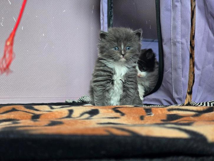 Unieke Ragdoll kittens, Dieren en Toebehoren, Katten en Kittens | Raskatten | Langhaar, Meerdere dieren, Gechipt, Ontwormd, Ingeënt