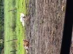 Mooi kalkoenhaanen, Dieren en Toebehoren, Mannelijk, Kalkoen