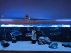 Aquarium, Dieren en Toebehoren, Vissen | Aquaria en Toebehoren, Ophalen, Gebruikt, Gevuld zoetwateraquarium