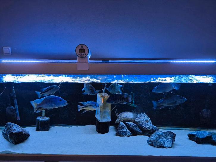 Aquarium, Dieren en Toebehoren, Vissen | Aquaria en Toebehoren, Gebruikt, Gevuld zoetwateraquarium, Ophalen