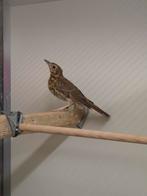 Zanglijsters, Dieren en Toebehoren, Vogels | Overige Vogels, Geslacht onbekend, Wildzangvogel, Geringd