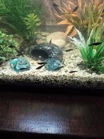 Black molly baby's, Dieren en Toebehoren, Vis