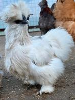 Zijdehoen hennen 2 X, Dieren en Toebehoren, Pluimvee, Vrouwelijk, Kip