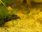 Gele garnalen, Dieren en Toebehoren, Vissen | Aquariumvissen, Kreeft, Krab of Garnaal