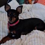 Mini pinscher teefje, Dieren en Toebehoren, Honden | Chihuahua's en Gezelschapshonden, CDV (hondenziekte), Teef, Eén hond, Chihuahua