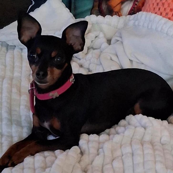 Mini pinscher teefje, Dieren en Toebehoren, Honden | Chihuahua's en Gezelschapshonden, Teef, Chihuahua, Particulier, Eén hond