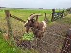 Te koop Bonte dekbok, Dieren en Toebehoren, Schapen, Geiten en Varkens, Mannelijk, Geit
