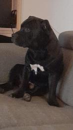 Bully American dekreu, Dieren en Toebehoren, Honden | Bulldogs, Pinschers en Molossers, Rabiës (hondsdolheid), Eén hond, 3 tot 5 jaar