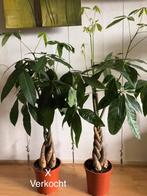 Pachira Aquatica H140cm, echte plant., Huis en Inrichting, 100 tot 150 cm, Halfschaduw, Ophalen, Groene kamerplant