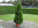 coniferen in pot, Ophalen, Conifeer, 100 tot 250 cm